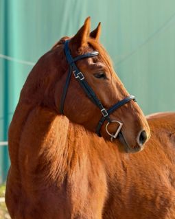 Elad� 5 �ves kisb�ri f�lv�r her�lt 