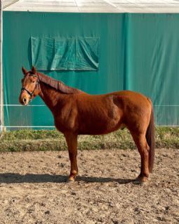 Elad� 5 �ves kisb�ri f�lv�r her�lt 