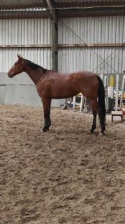 Elad� 12 �ves kisb�ri f�lv�r kanca 