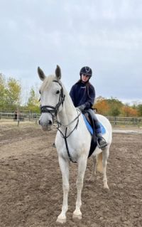 Elad� 7 �ves lipicai kanca 