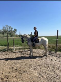Elad� 7 �ves lipicai kanca 