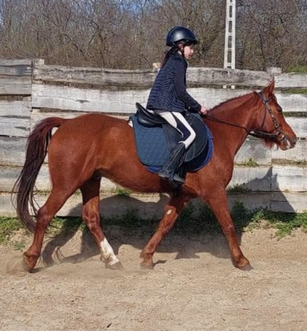 Elad� 12 �ves p�ni her�lt 