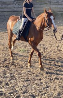 Elad� 12 �ves p�ni her�lt 