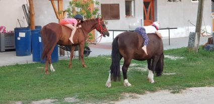 Elad� 12 �ves p�ni her�lt 