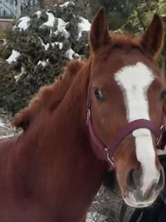 Elad� 12 �ves p�ni her�lt 