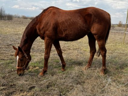 Elad� 8 �ves angol teliv�r kanca 