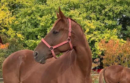 Elad� 8 �ves angol teliv�r kanca 