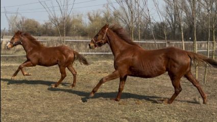 Elad� 8 �ves angol teliv�r kanca 