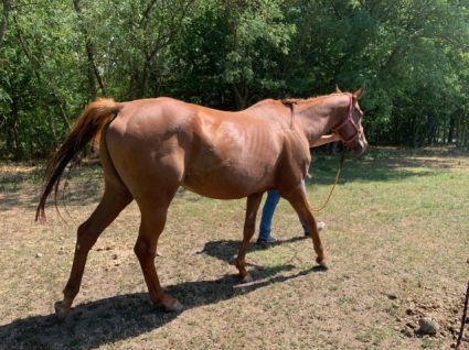 Elad� 8 �ves angol teliv�r kanca 