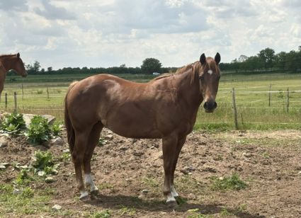 Elad� 4 �ves appaloosa kanca 