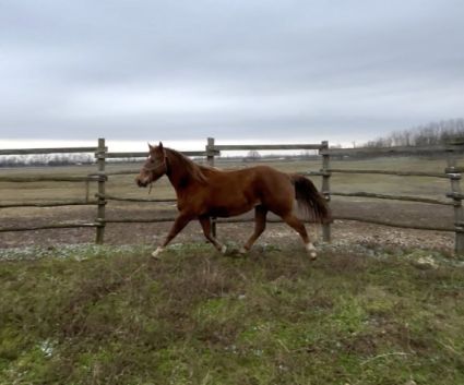 Elad� 4 �ves appaloosa kanca 