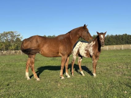 Elad� 4 �ves appaloosa kanca 
