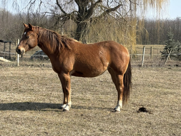 Elad� 4 �ves appaloosa kanca 