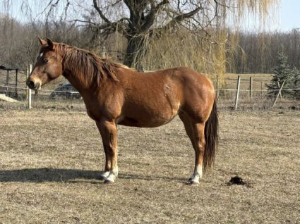 Elad� 4 �ves appaloosa kanca 