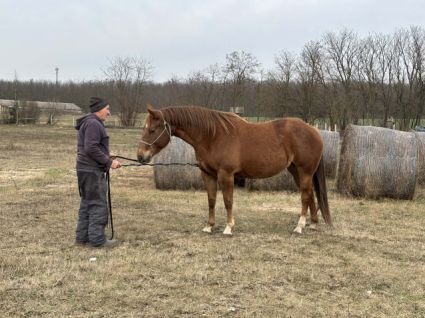 Elad� 4 �ves appaloosa kanca 