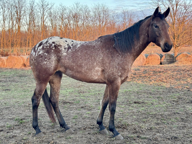 Elad� 4 �ves appaloosa kanca 