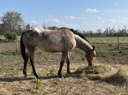 Elad� 4 �ves appaloosa kanca 