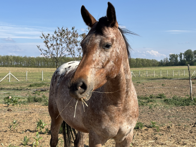 Elad� 4 �ves appaloosa kanca 