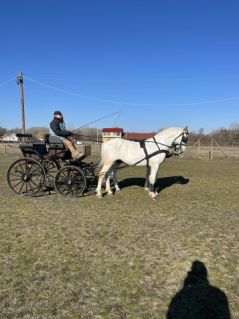 Elad� 9 �ves magyar sportf�lv�r her�lt 