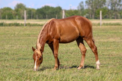Elad� 1 �ves quarter horse m�n 