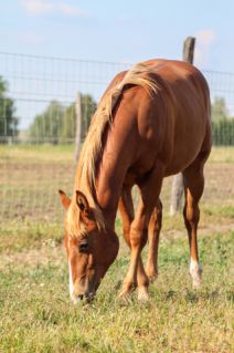 Elad� 1 �ves quarter horse m�n 