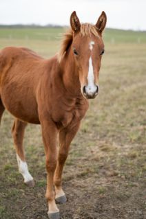 Elad� 12 h�napos quarter horse m�n 