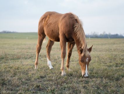 Elad� 12 h�napos quarter horse m�n 