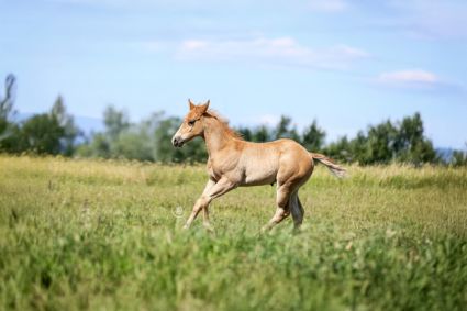 Elad� 12 h�napos quarter horse m�n 
