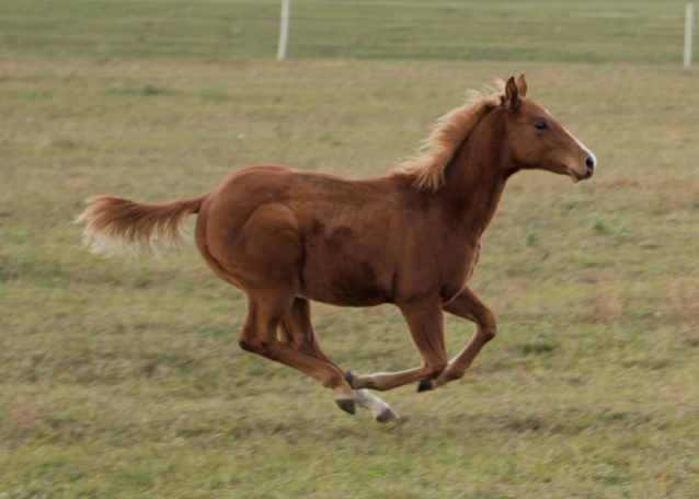 Elad� 12 h�napos quarter horse m�n 