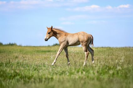 Elad� 12 h�napos quarter horse m�n 