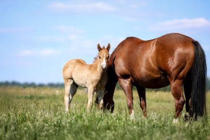 Elad� 12 h�napos quarter horse m�n 