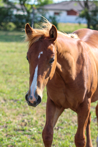 Elad� 1 �ves quarter horse m�n 