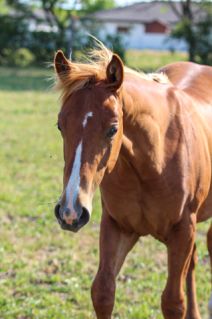 Elad� 1 �ves quarter horse m�n 