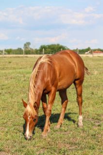 Elad� 1 �ves quarter horse m�n 