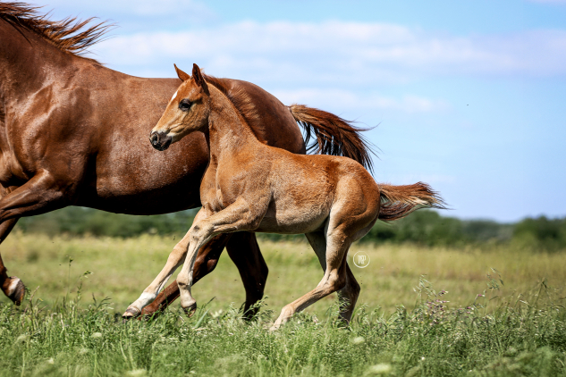 Elad� 1 �ves quarter horse m�n 