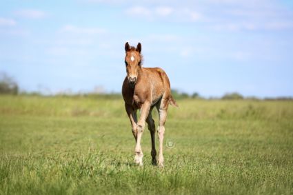 Elad� 1 �ves quarter horse m�n 