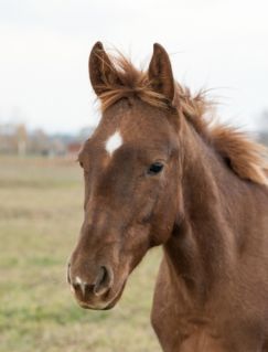 Elad� 1 �ves quarter horse m�n 