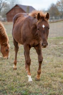 Elad� 1 �ves quarter horse m�n 