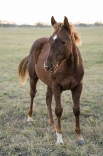 Elad� 1 �ves quarter horse m�n 