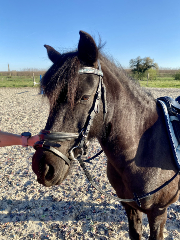 Elad� 11 �ves p�ni her�lt 