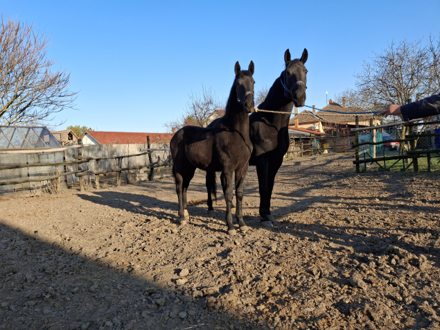 Elad� 11 h�napos n�niusz kanca 