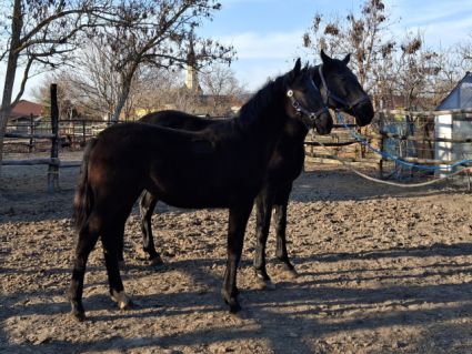 Elad� 11 h�napos n�niusz kanca 