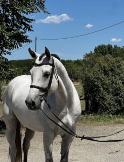 Elad� 7 �ves oldenburgi her�lt 
