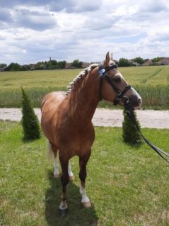22 �ves welsh p�ni m�n 