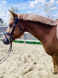 Elad� 5 �ves sportp�ni her�lt 