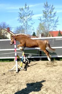 Elad� 5 �ves sportp�ni her�lt 