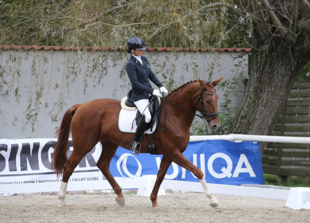 Elad� 9 �ves oldenburgi kanca 