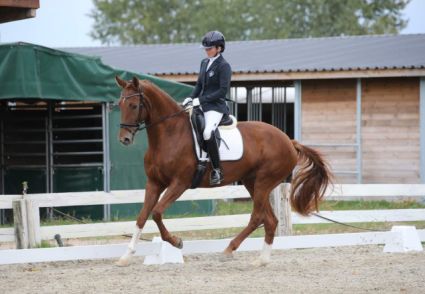 Elad� 9 �ves oldenburgi kanca 