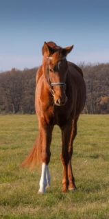 Elad� 9 �ves oldenburgi kanca 