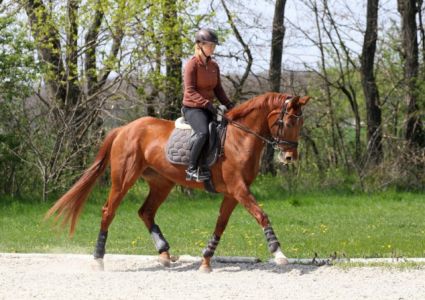 Elad� 9 �ves oldenburgi kanca 